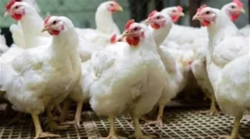 أسعار الدواجن تتصدر السوق.. كيلو الفراخ البيضاء كم سعره اليوم؟